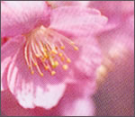 桜まつりの”夜桜”見物写真